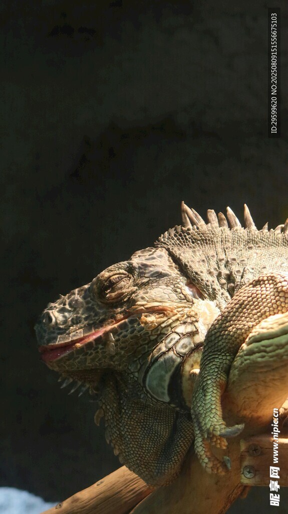 手捧鬃獅蜥特寫