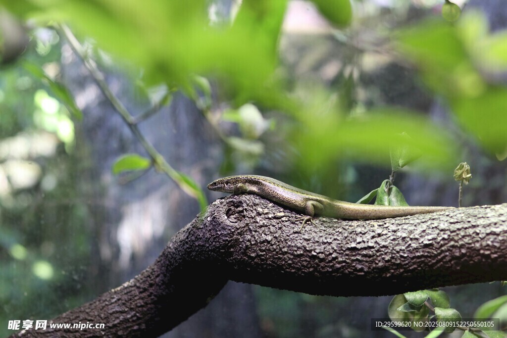 樹枝上休憩的蛇