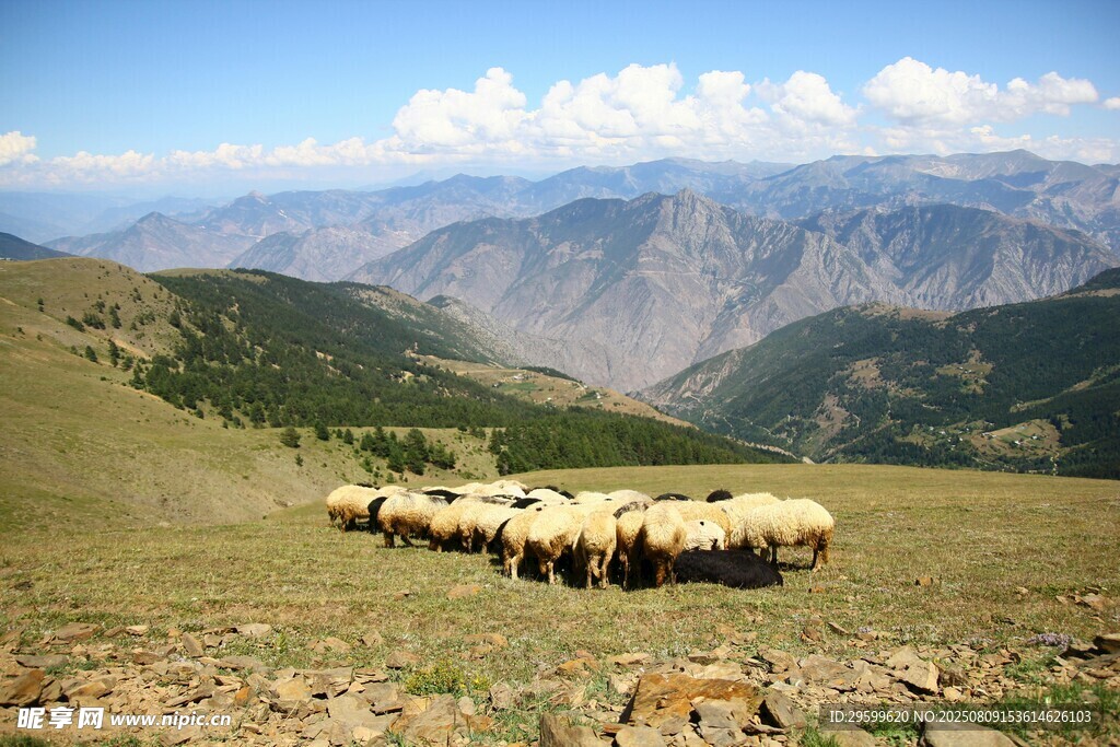 草原羊群與遠處山巒美景