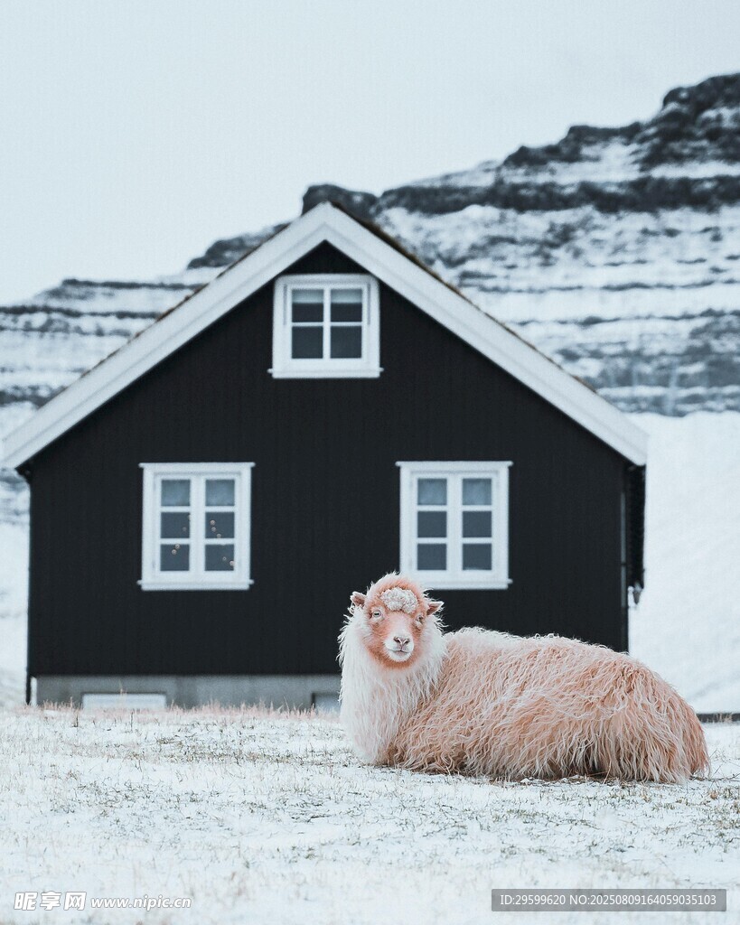 雪中小屋旁的可愛綿羊