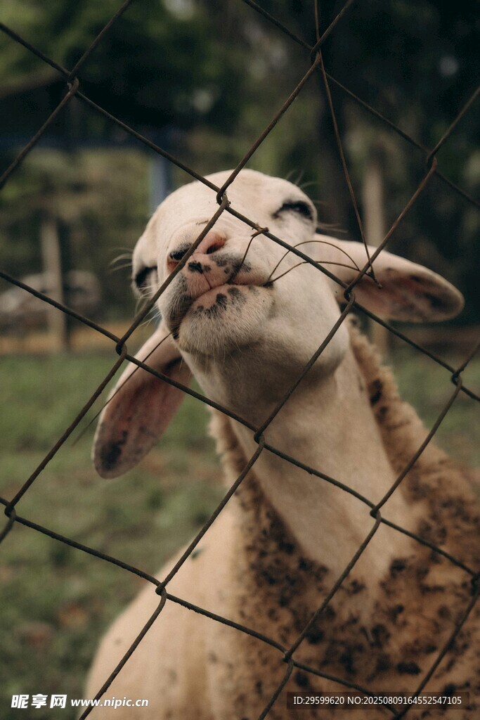 好奇小羊探頭望圍欄