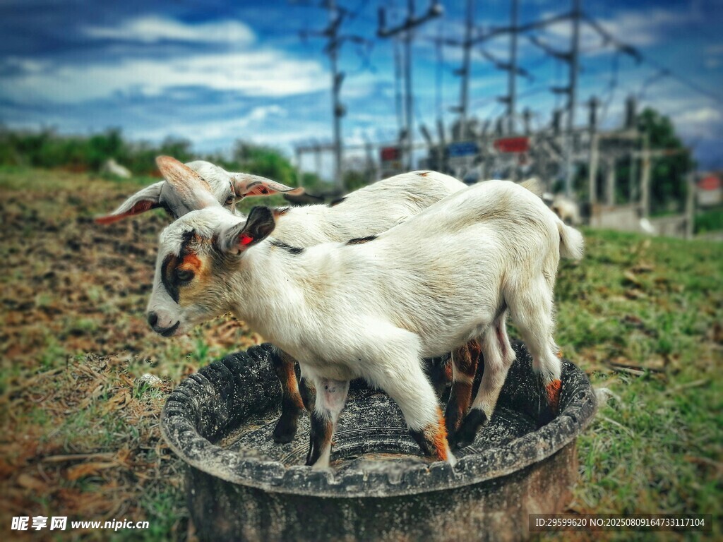 桶中可愛(ài)小羊