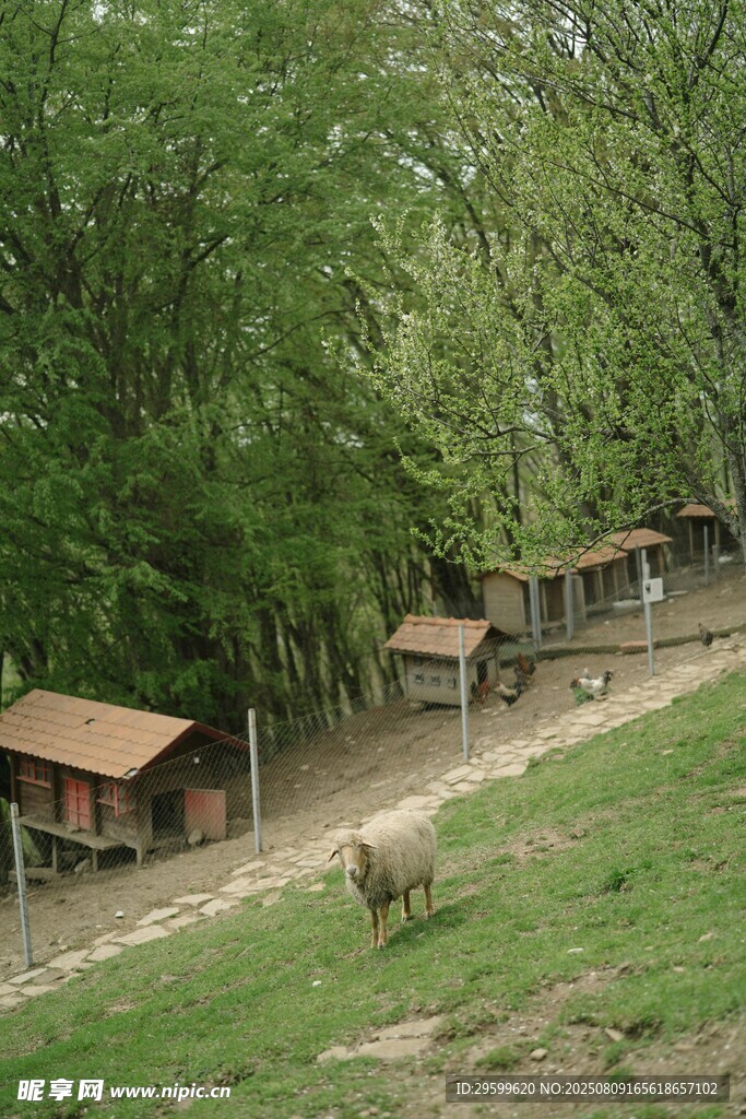 山間小屋旁的悠閑羊群