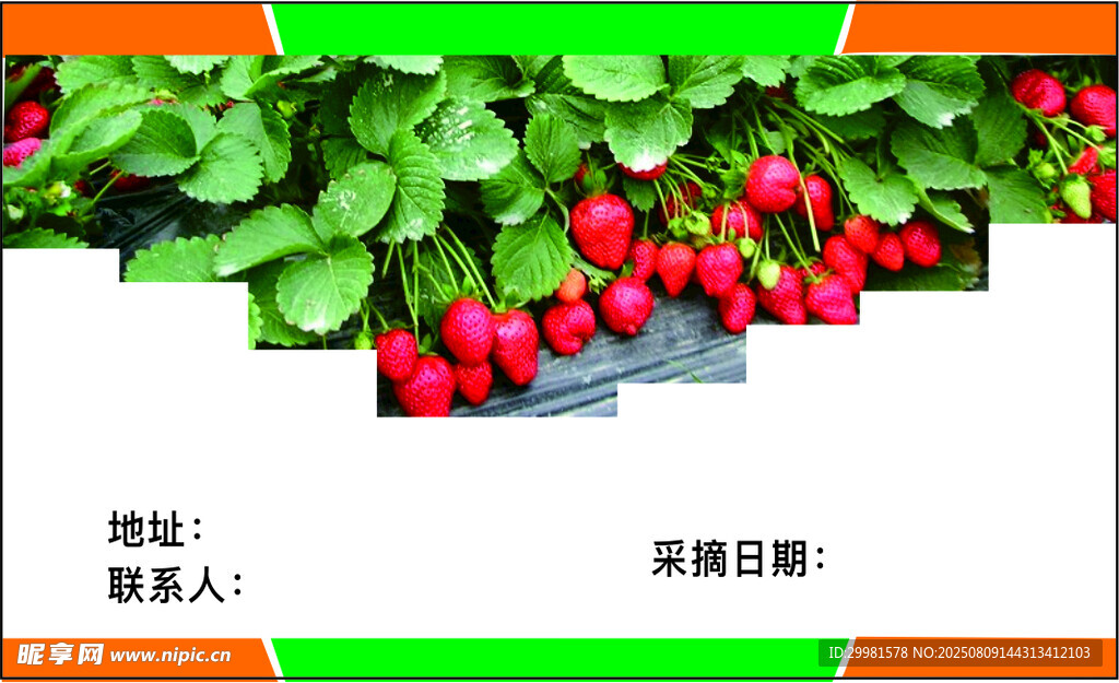 草莓  卡 田園豐收景象