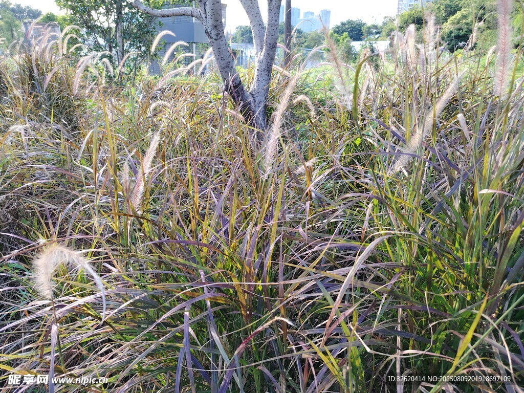 野外叢生的狗尾巴草