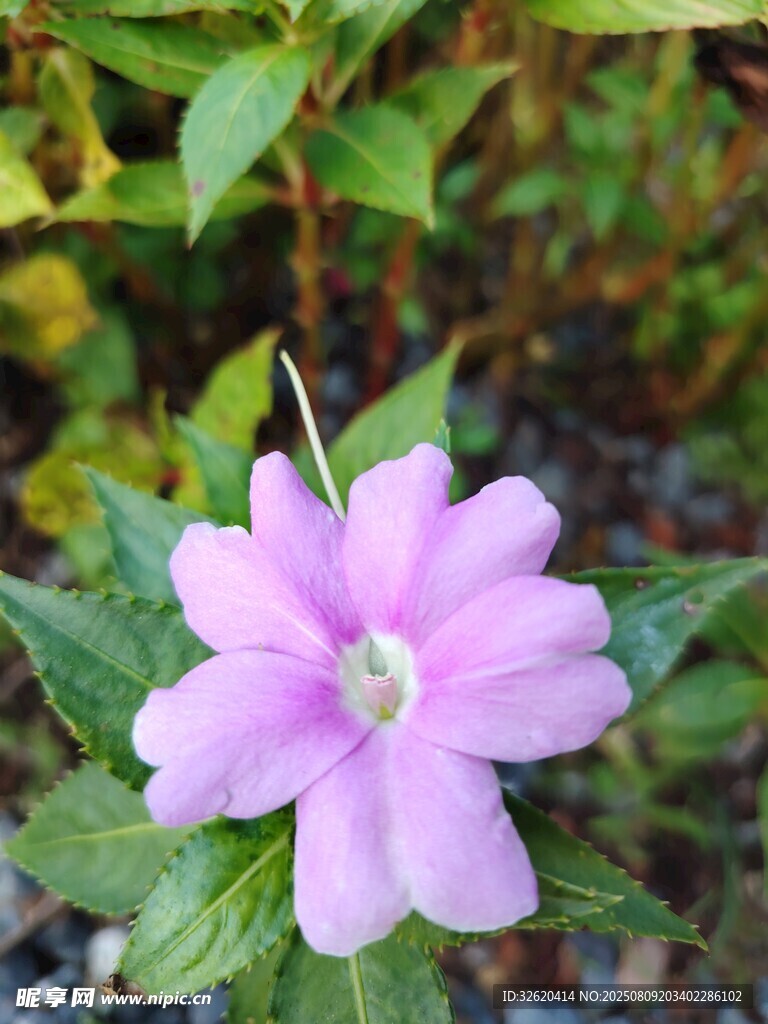 嬌艷粉色小花綻放綠葉間