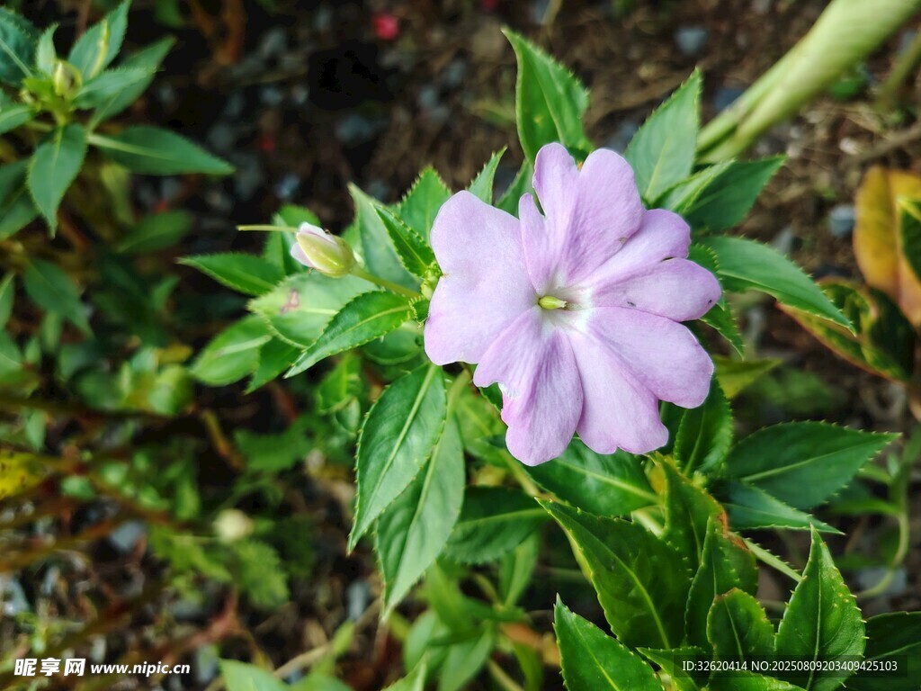 紫色小花綻放綠葉間