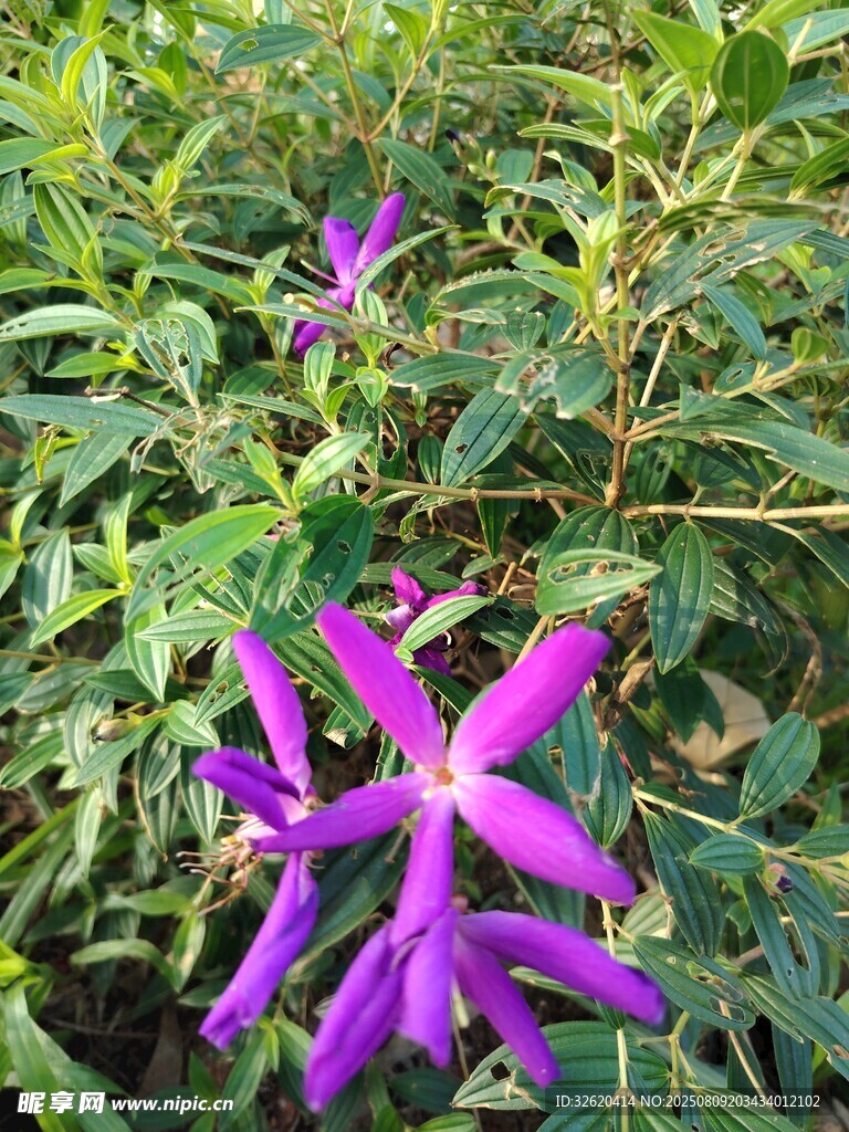 紫色小花綻放于綠葉間