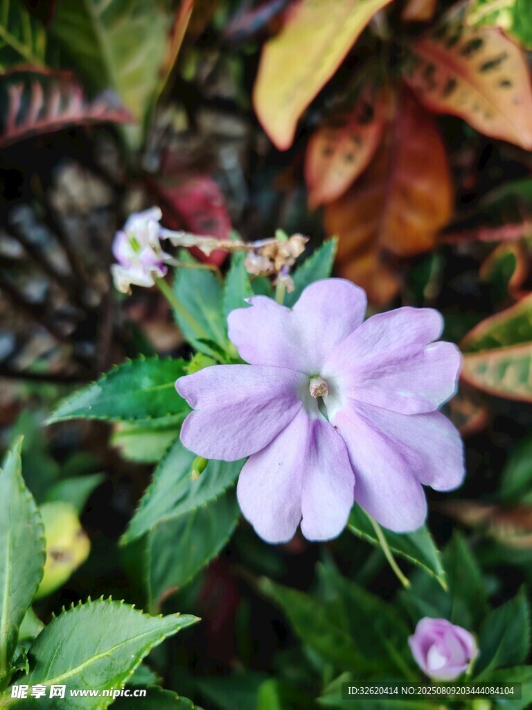 淡紫色小花綻放綠葉間