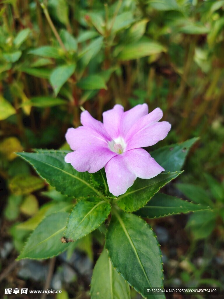 粉色長春花綻放綠葉間