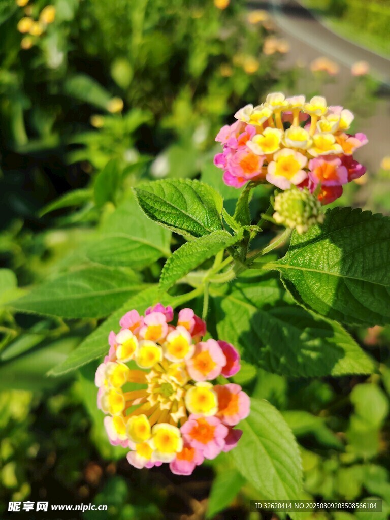 多彩馬纓丹綻放
