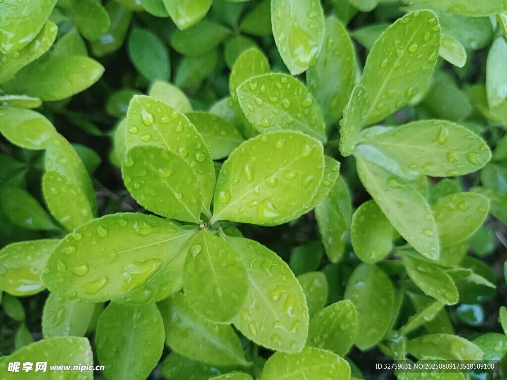 嫩綠葉片上的晶瑩水珠
