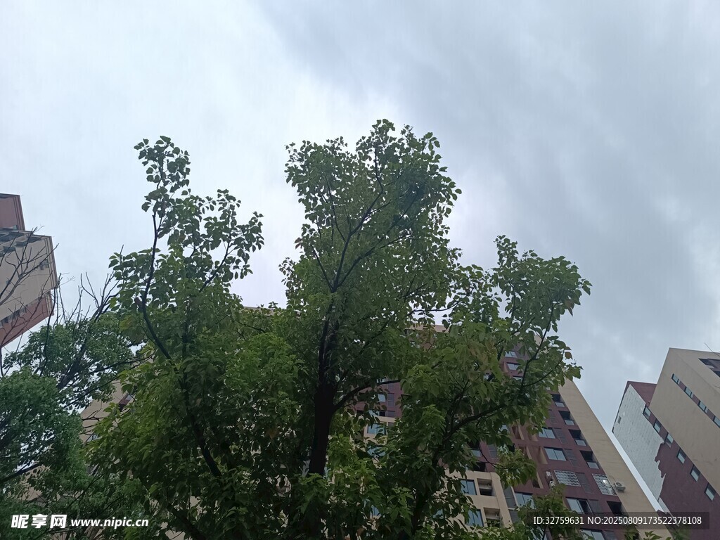 綠樹(shù)映高樓