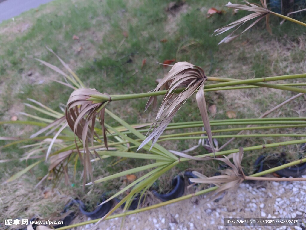 枯萎的野草