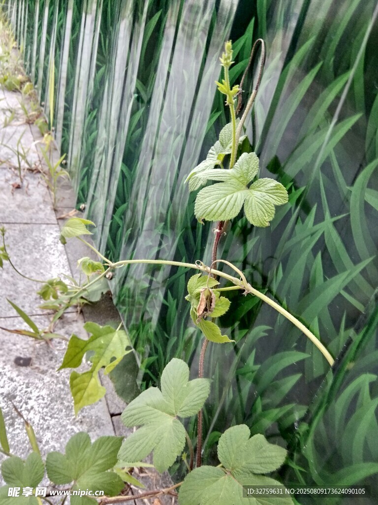 墻邊藤蔓與綠葉植物