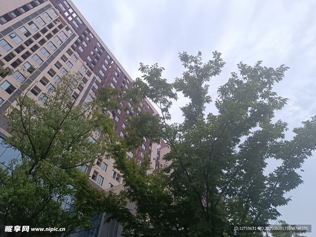 高樓旁的蔥郁綠樹