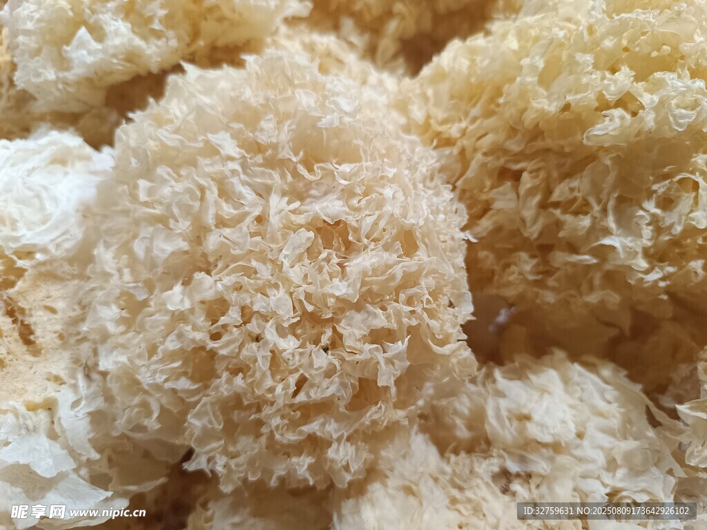新鮮銀耳特寫