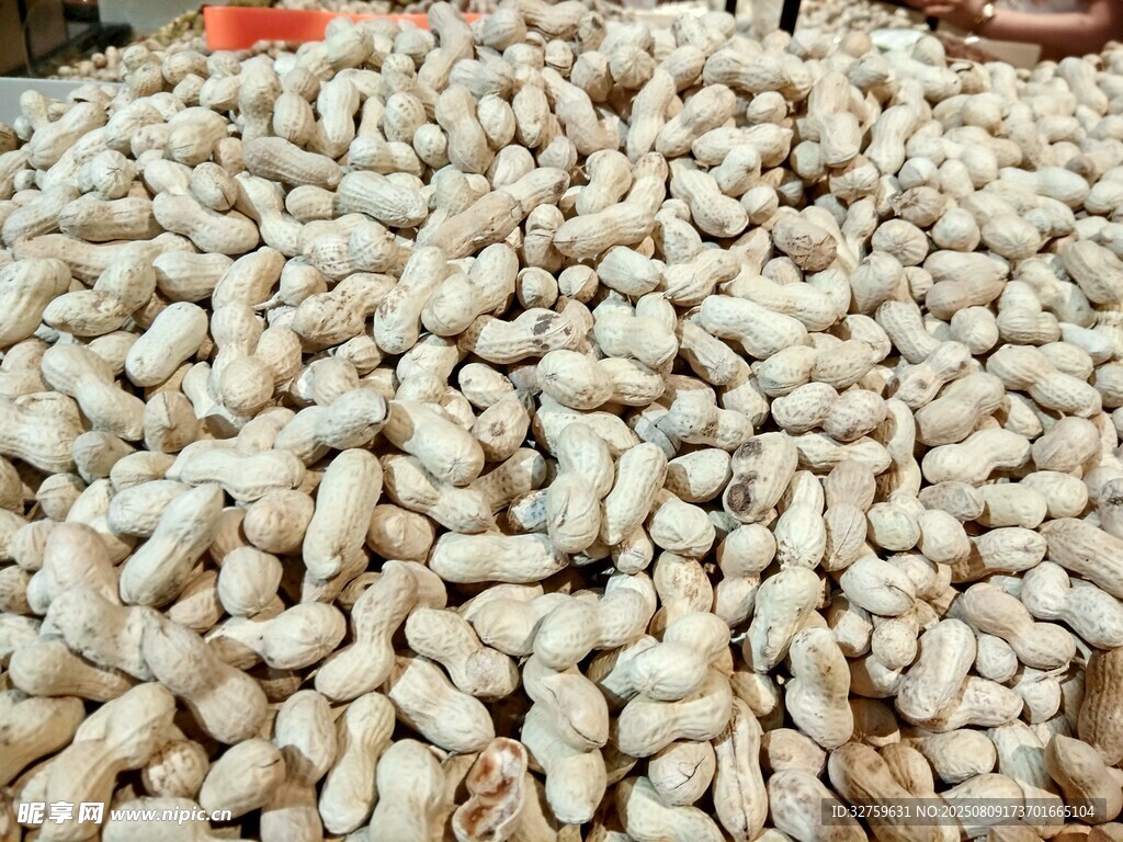 大量飽滿花生堆成小山