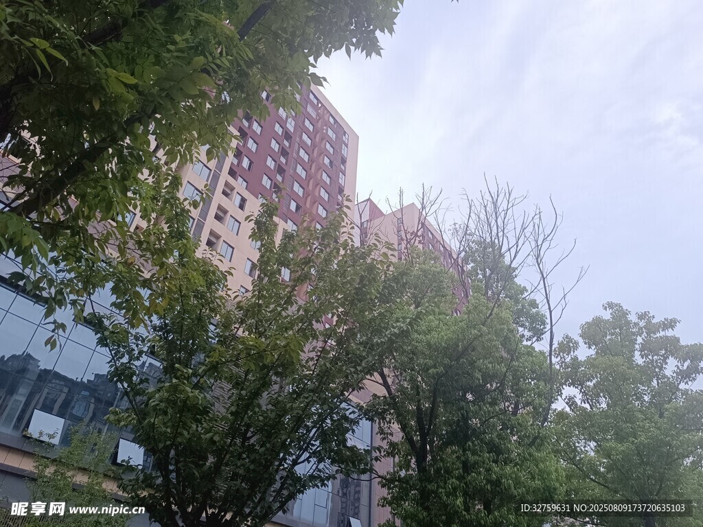 透過綠樹看高樓