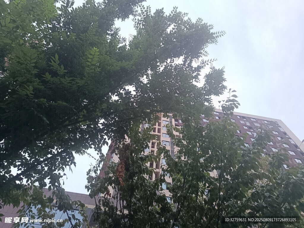 綠樹(shù)掩映下的高樓