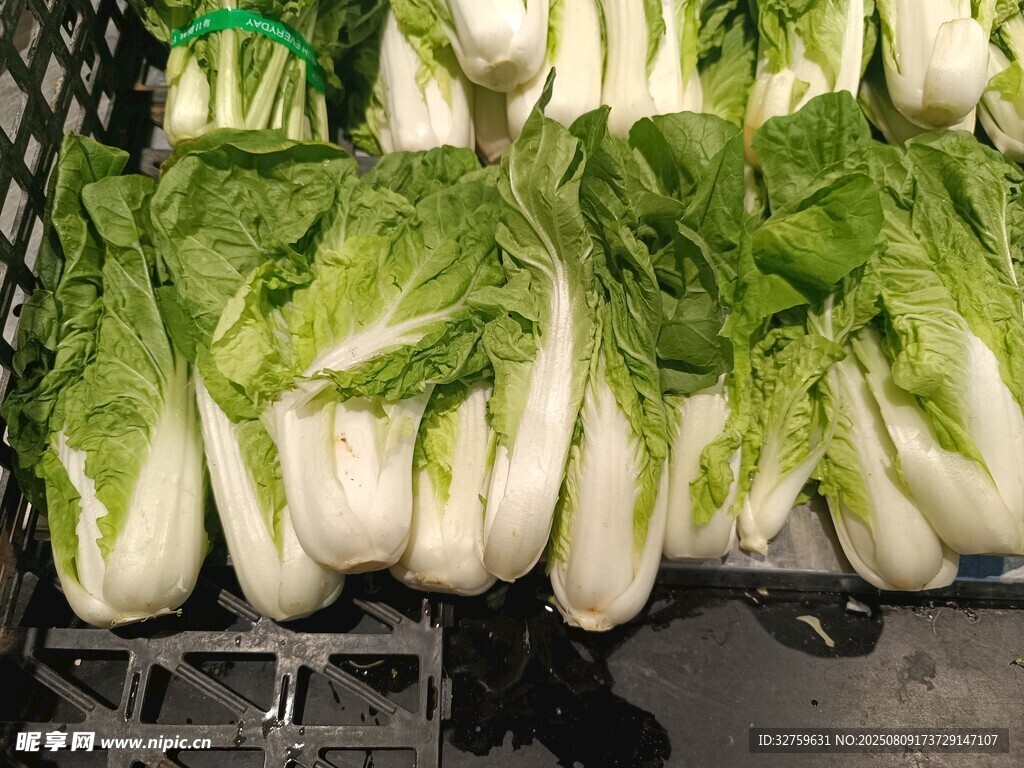 新鮮小白菜整齊擺放