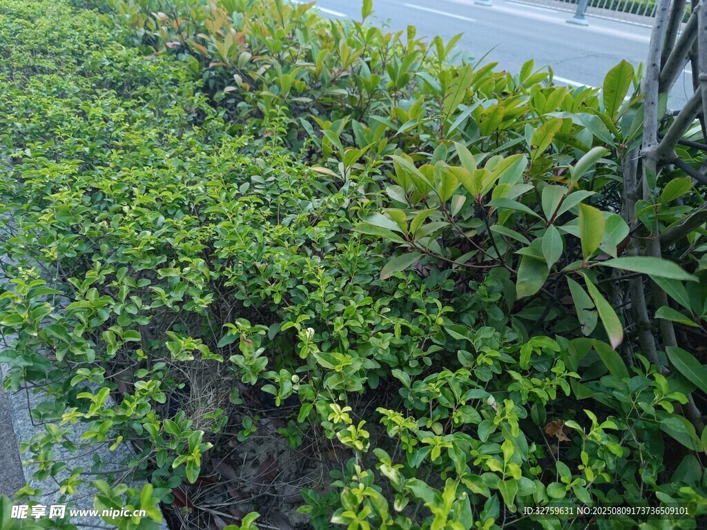 路邊翠綠繁茂的綠植景觀