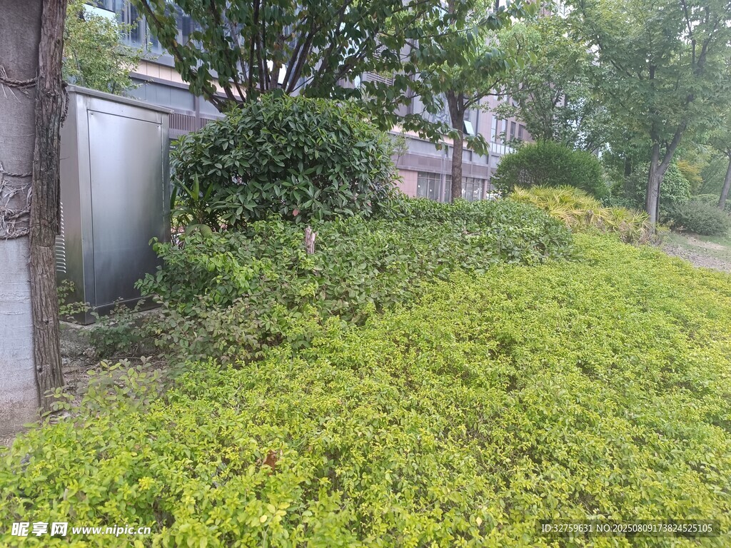 綠意盎然的戶外灌木叢景觀