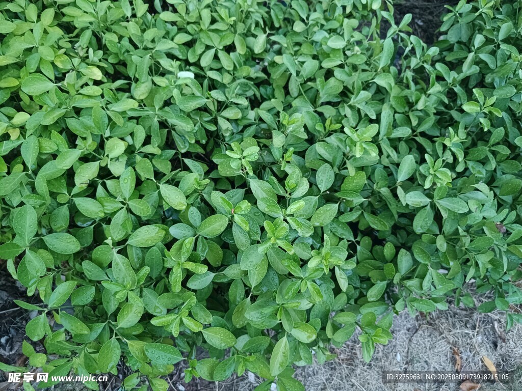 茂盛的綠色植物