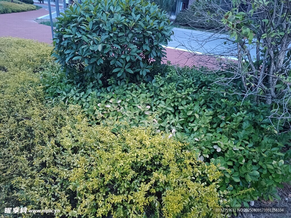戶(hù)外繁茂綠植景觀(guān)