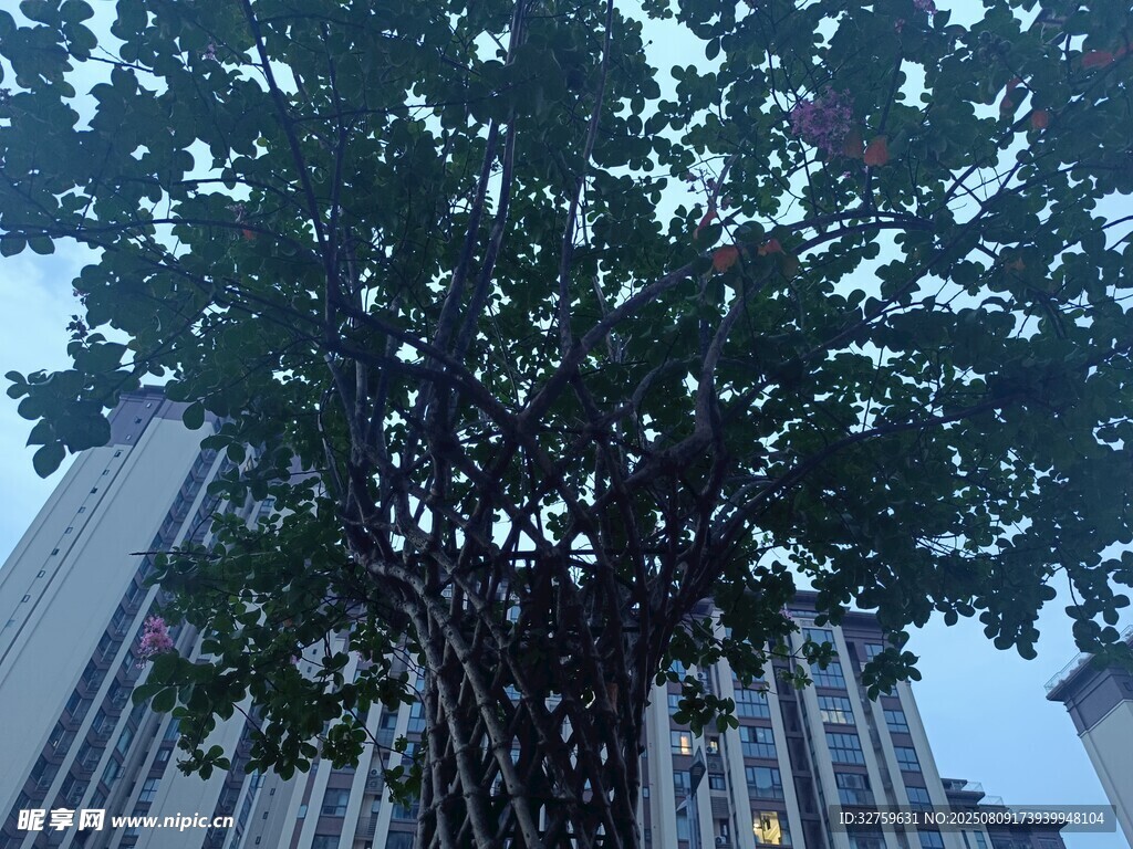 城市中挺拔的繁茂大樹(shù)