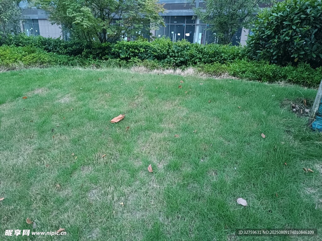 戶外翠綠草坪景致
