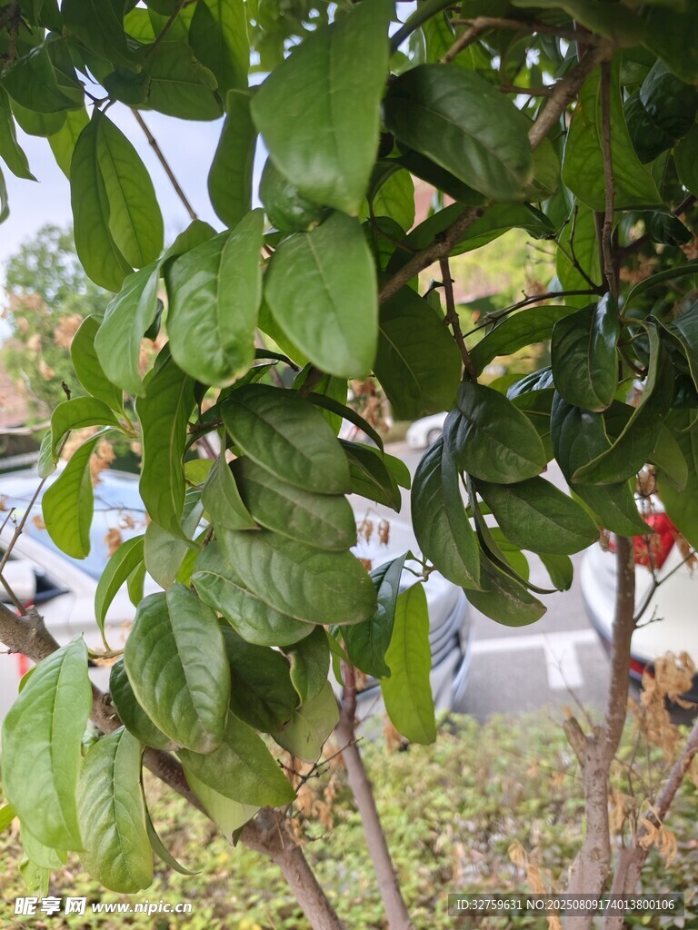 綠葉繁茂的植物特寫(xiě)
