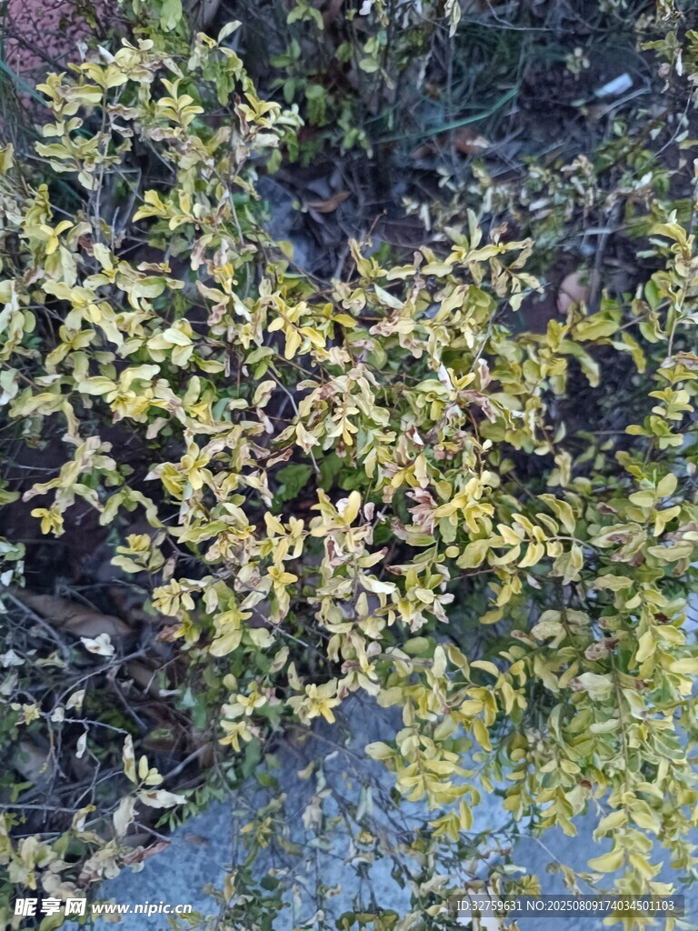 水邊繁茂綠植景觀