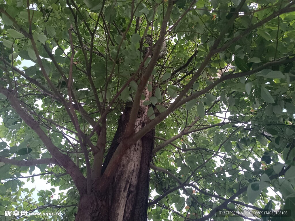 仰視繁茂大樹樹冠