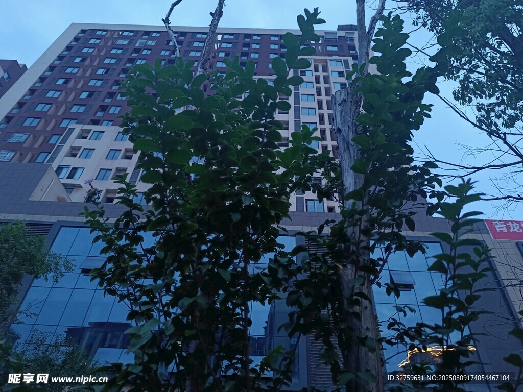 高樓間的綠樹景觀
