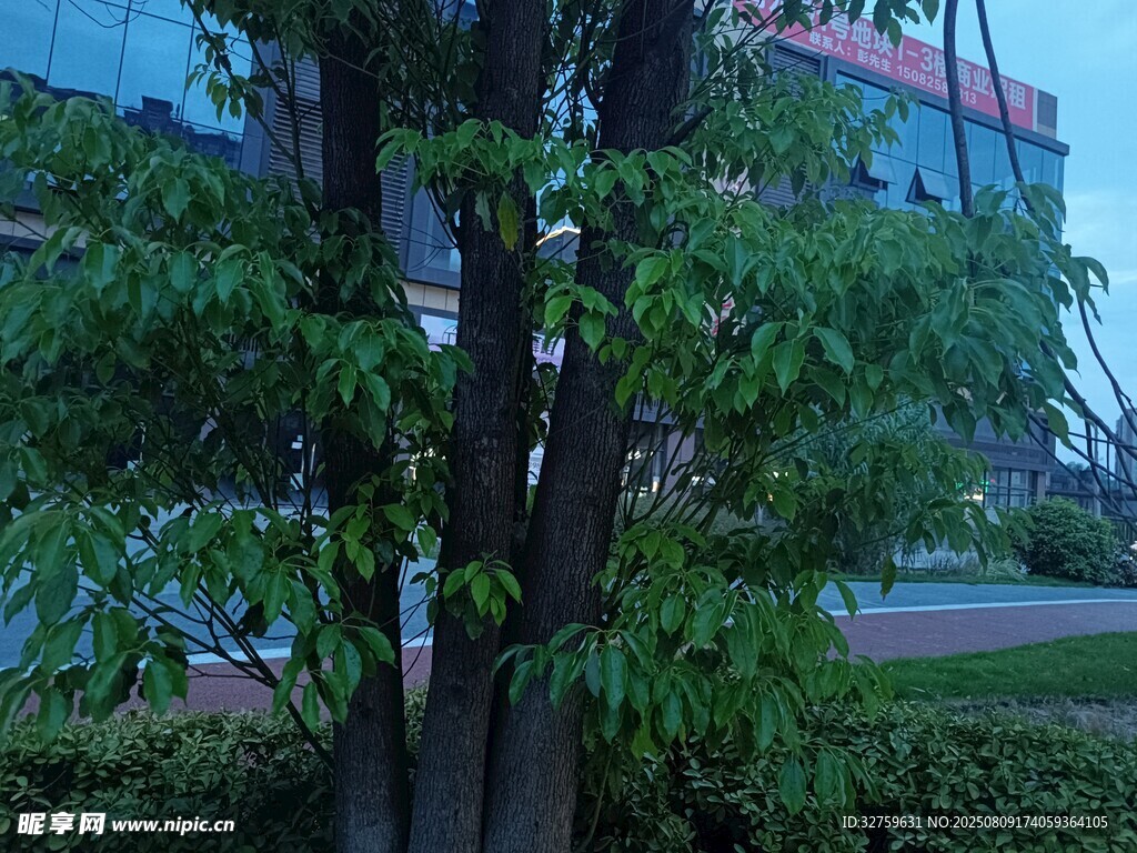 綠葉繁茂的樹木景觀