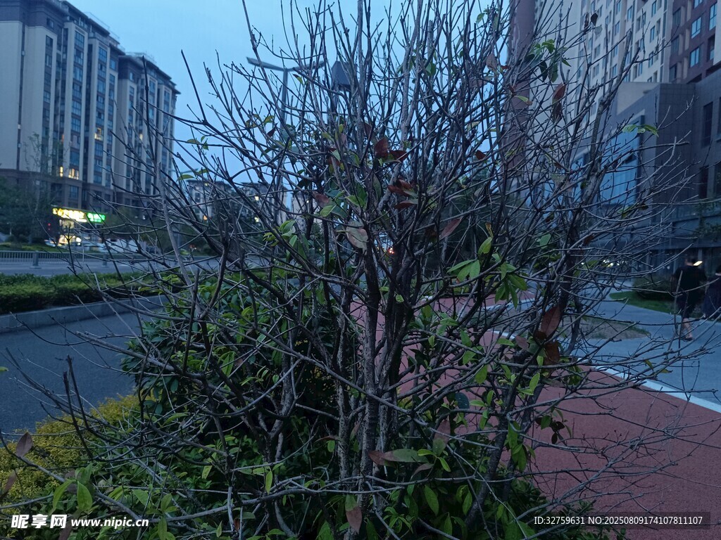 路邊光禿樹木景觀