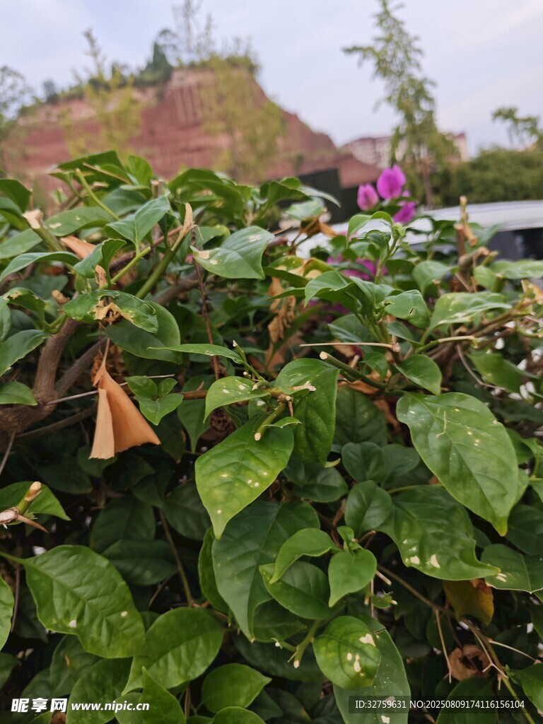綠葉叢中的紫色小花