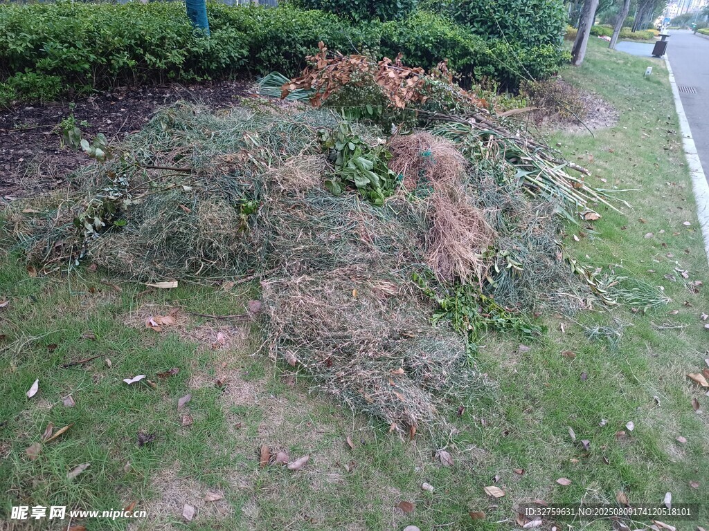 路邊的草地與低矮植被