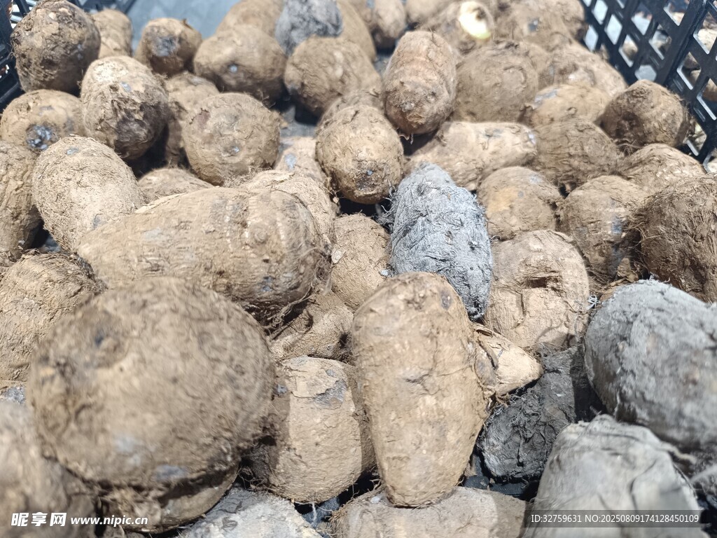 一堆芋頭特寫