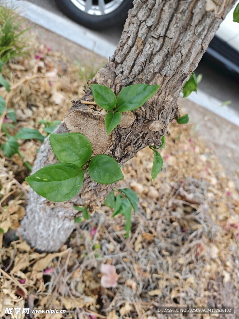 樹下綠植包裹著樹干