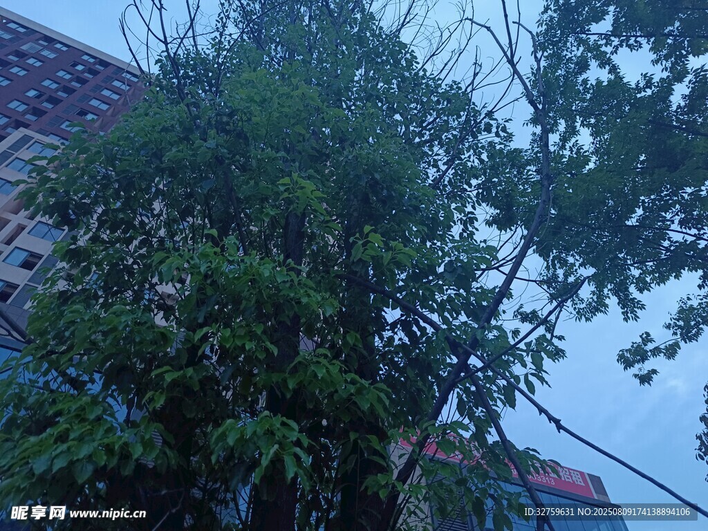 繁茂樹(shù)木旁的房屋一角