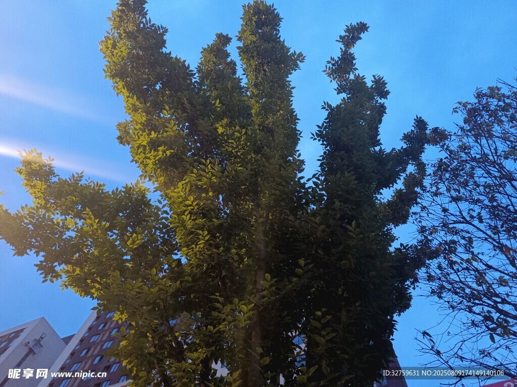 藍天映襯下的蔥郁樹木