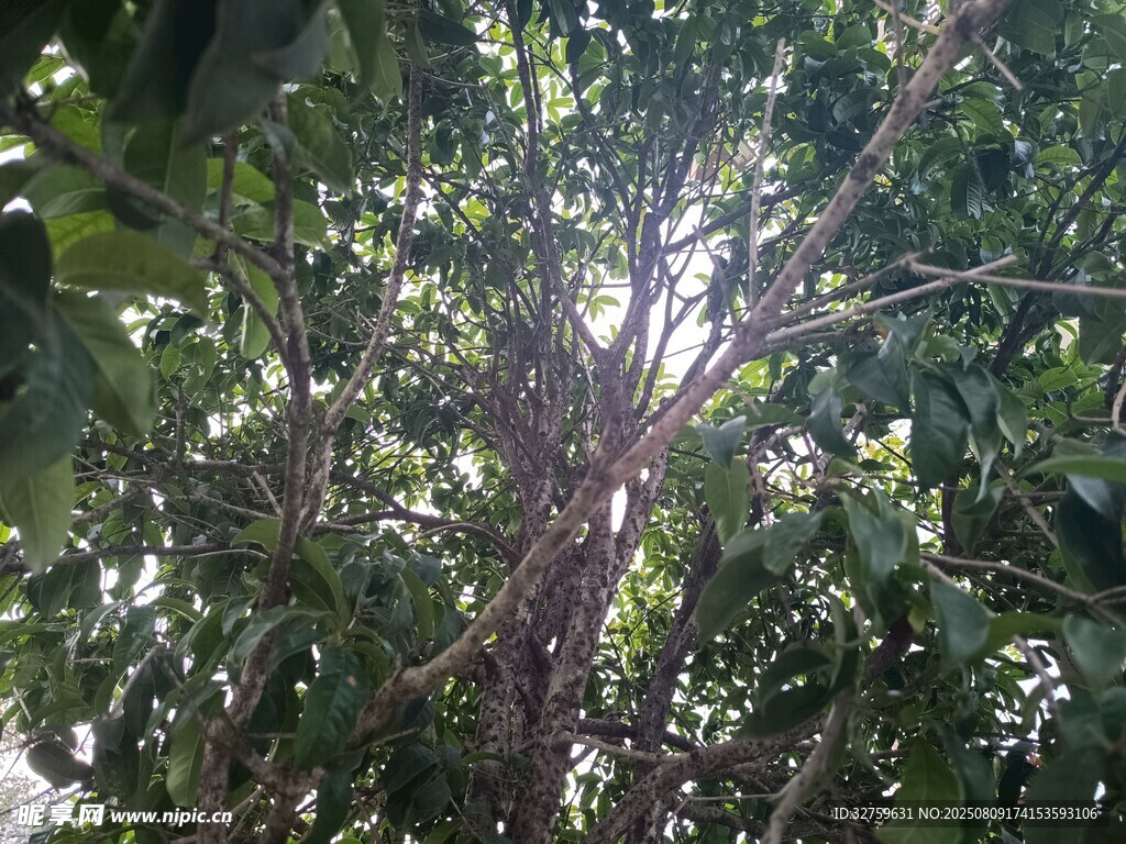 繁茂枝葉間的陽光灑落