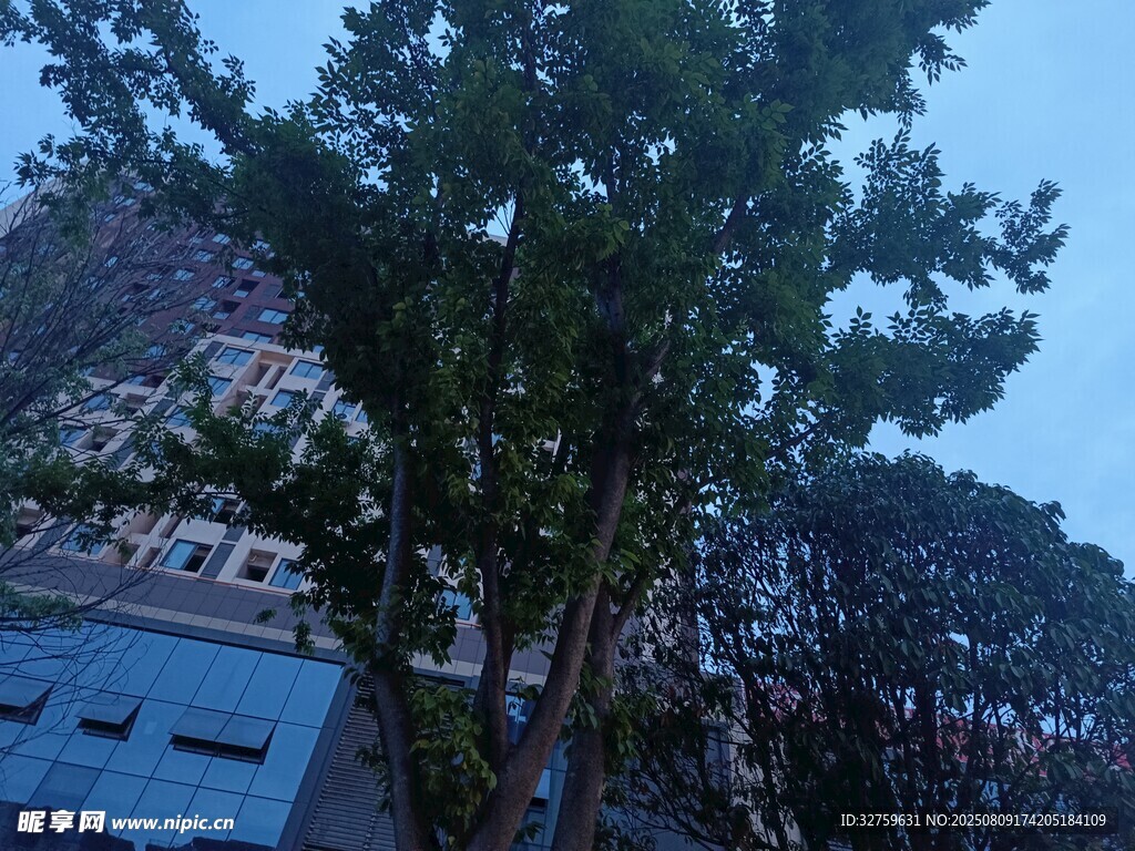 夜幕下的樹(shù)木與建筑物