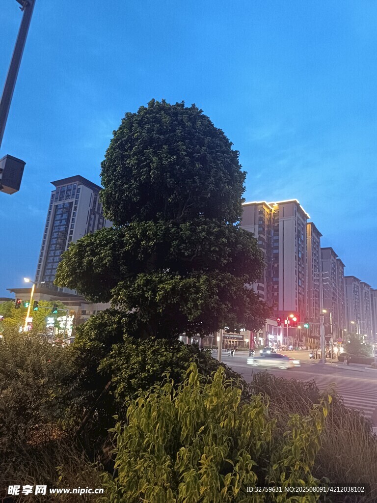 城市黃昏時(shí)的綠植與街景