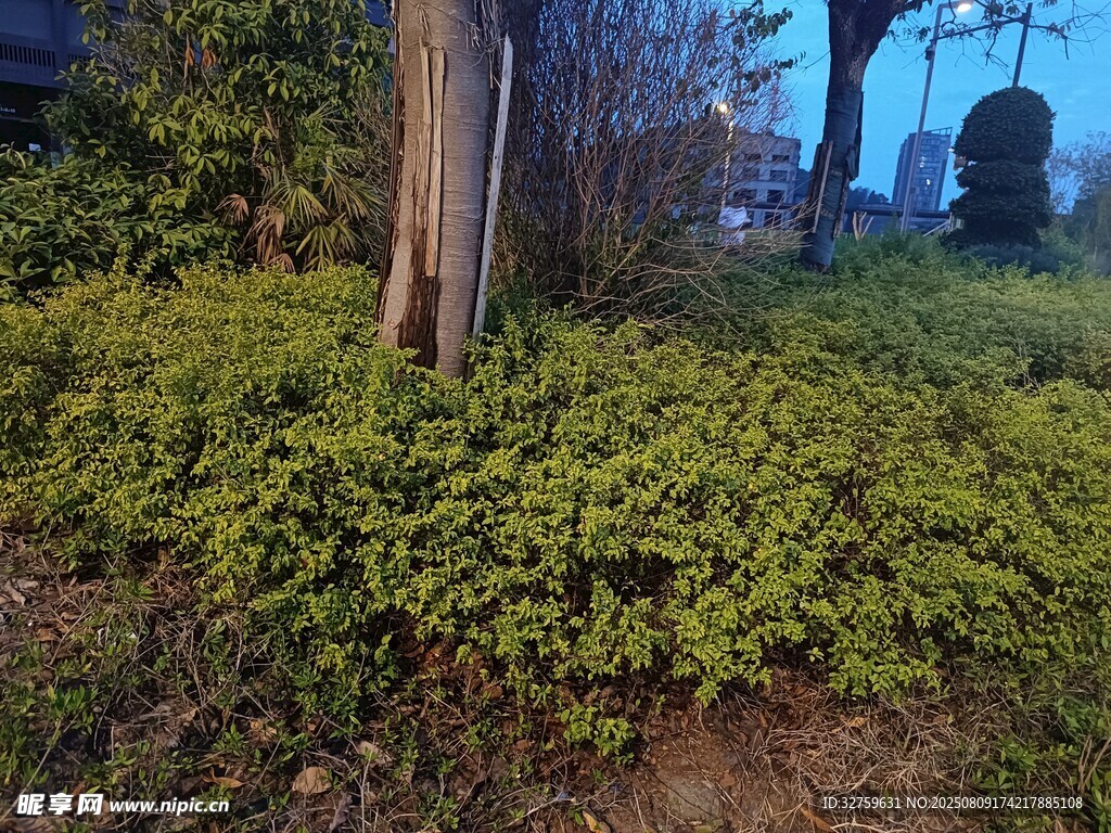 樹下繁茂綠植景觀