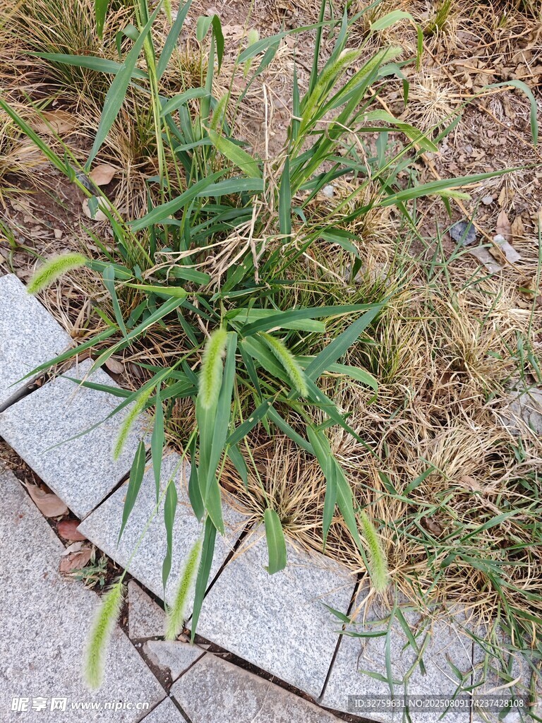 石縫中生長的綠色植物