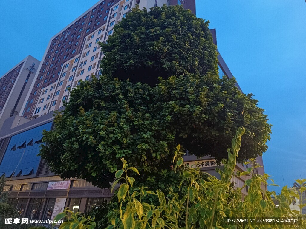 城市中蔥郁的大樹景觀