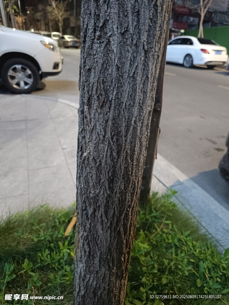 路邊樹干與停放車輛